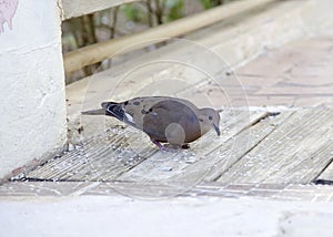 Zenaida dove eating rice grains photo