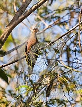 Zenaida Dove in the thicket of the cuban rainforest photo