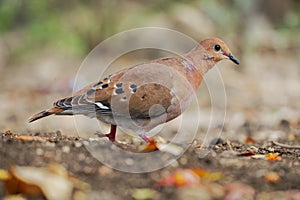 Zenaida Dove - Zenaida aurita bird in Columbidae, doves and pigeons, national bird of Anguilla as turtle dove, similar to Mourning