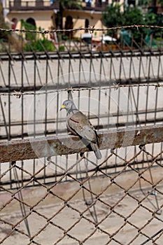 A zenaida meloda standing on an iron railing. Selective focus. photo