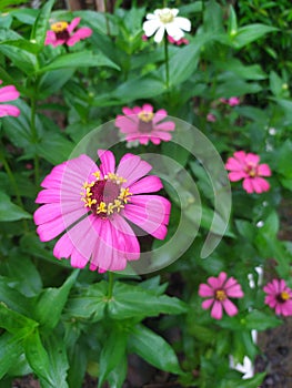 zenia flower photo