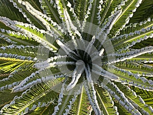 Zenithal view of the newborn leaves of a palm tree