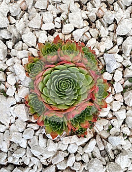 Zenithal view of a sempervivum plant forming a symmetrical circle surrounded by white gravel photo