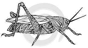 Zentangle grasshopper vector