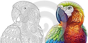 Zentangle macaw parrots