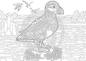 Zentangle puffin sea bird