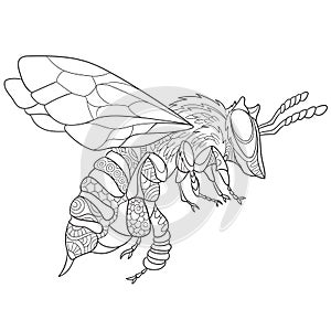 Zentangle stylized bee insect