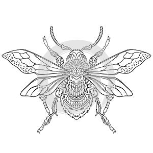 Zentangle stylized beetle insect