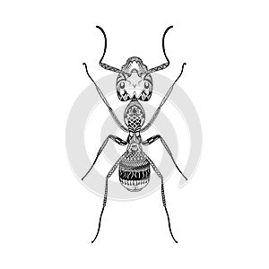 Zentangle stylized Black Ant. Hand Drawn Termite