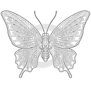 Zentangle stylized butterfly photo