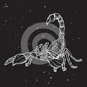 Zentangle stylized cartoon scorpio black sketch isolated on nightsky background