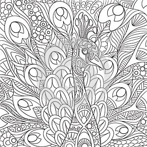 Zentangle stylized peacock photo