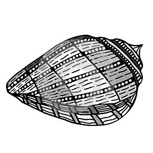 Zentangle stylized shell.