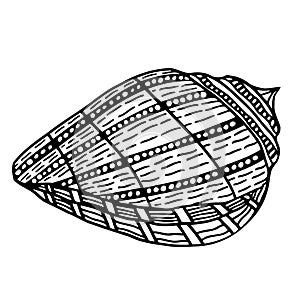 Zentangle stylized shell.