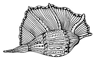 Zentangle stylized shell