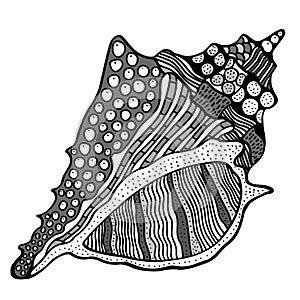 Zentangle stylized shell.