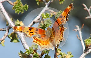Zephyr Anglewing Hoary Comma Butterfly