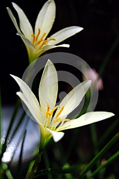 Zephyranthes