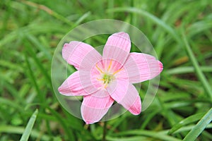 Zephyranthes