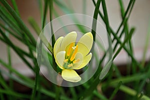 Zephyranthes, Amaryllis family. Rain lily, Zephyr lily magic or fairy lily. Angiosperms, monocots.