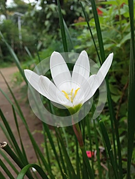 Zephyranthes candida, with common names that include autumn zephyrlily, white windflower, white rain lily, and Peruvian swamp