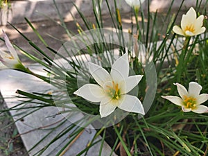 beautiful white rain lily flower is blossom in the garden