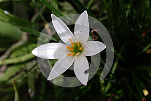 The Zephyranthes candida flower