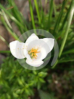 Zephyranthes candida flowers growing in the yard..