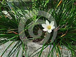 White rain lily (Zephyranthes candida) in the garden
