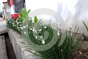 A Zephyranthes candida plant and flowers