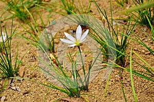 Zephyranthes candida or white rain lily