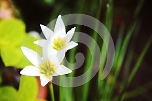 White rain lily, white zephyr lily, Zephyranthes candida