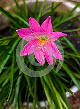 Zephyranthes carinata, commonly known as the rosepink zephyr lily or referred to as an eternal flower