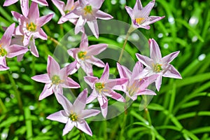 Zephyranthes carinata under the sun.