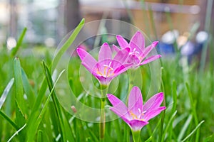 Zephyranthes flower