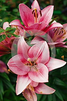 Zephyranthes flower. Common names for species in this genus include fairy lily, rainflower, zephyr , magic , Atamasco , and rain