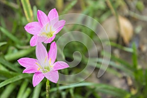 Zephyranthes flowers