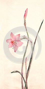Zephyranthes flowers watercolor painting