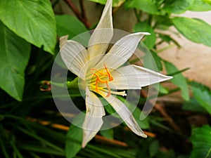 Zephyranthes grandiflora