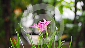 Zephyranthes grandiflora pink flower