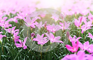 Zephyranthes grandiflora pink flowers or Fairy Lily