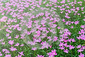 Zephyranthes grandiflora pink flowers or Fairy Lily