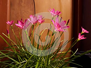 Zephyranthes or Indian rain lily