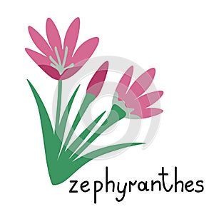 Zephyranthes isolated flower