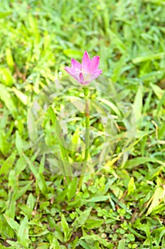 Zephyranthes Lily, Rain Lily, Fairy Lily, Little Witch after the rain grows among the grass.