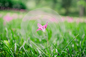 Zephyranthes Lily or Rain Lily