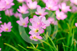 Zephyranthes Lily, Rain Lily, Fairy Lily