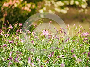 zephyranthes minuta