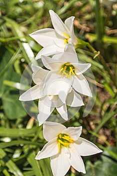 Zephyranthes minuta flower