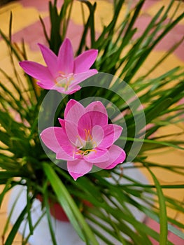 Zephyranthes Minuta Pink Lily fFower
